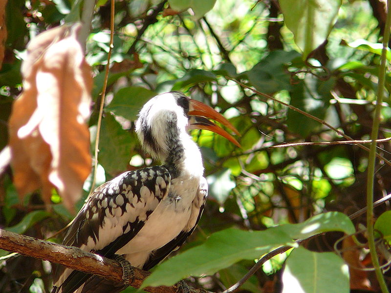 File:Tockus erythrorhynchus 0029.jpg