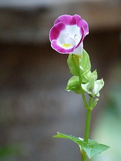 <i>Torenia fournieri</i> Species of flowering plant