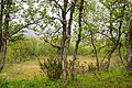 * Nomination Montane Birch forest in Torkilstöten (Ljungdalen), Berg municipality, Härjedalen, Sweden. --ArildV 10:59, 30 June 2014 (UTC) * Promotion Good quality. --Cayambe 15:20, 1 July 2014 (UTC)