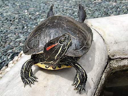 Trachemys