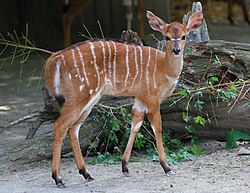 Tragelaphus angasii - Tiergarten Schönbrunn.jpg