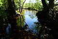 Der idyllische Traunbach am Wanderweg Börfinker-Ochsentour.