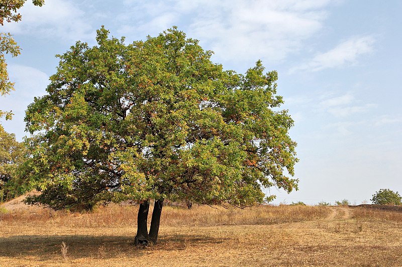 File:Tree (221319659).jpeg