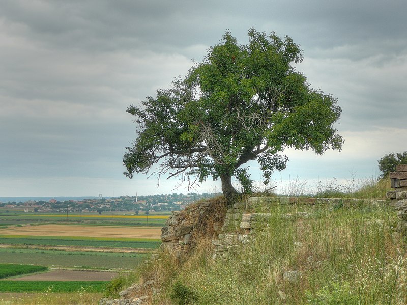 File:Tree 280770 1 2 HDR Enhancer Nevit.jpg