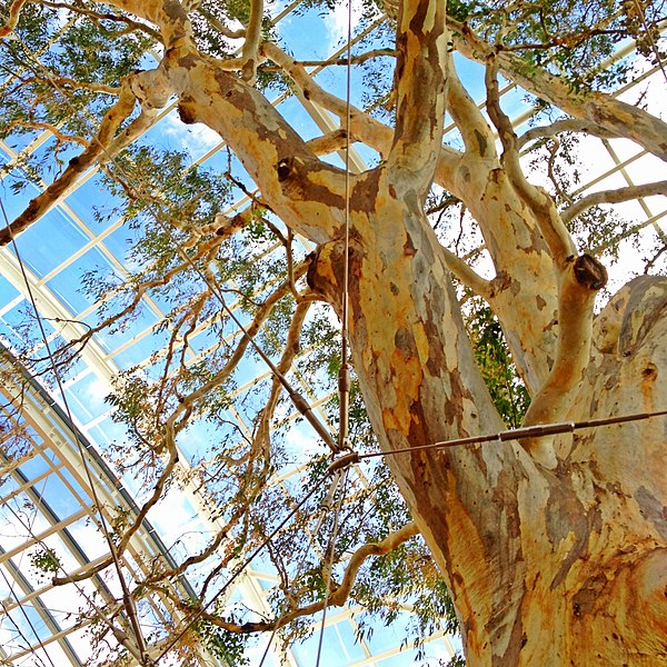 A eucalyptus tree inside the Burnside Village Shopping Centre, which was removed in 2013 due to ill health.