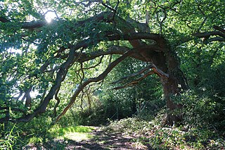 Lincegrove and Hacketts Marshes