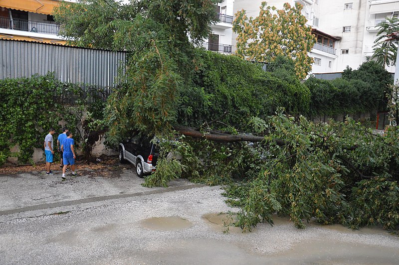 File:Tree uprooted by strong winds.jpg