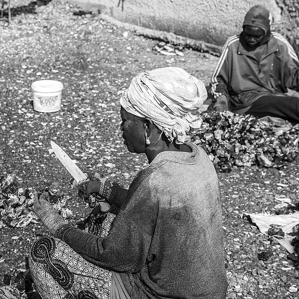 File:Tri des huîtres par les cueilleuses traditionnelles d'huîtres de mangrove, Sine Saloum, femmes du village de Soucouta, Sénégal.jpg