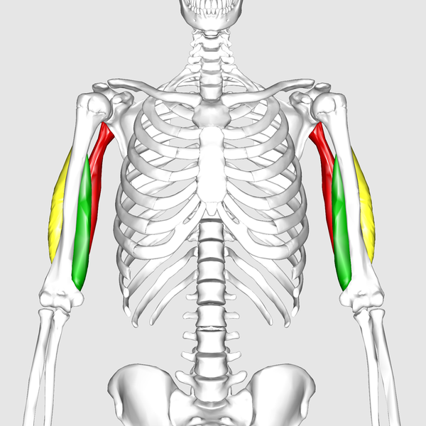 File:Triceps brachii muscle10.png