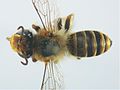 Trichocolletes sericeus m.jpg