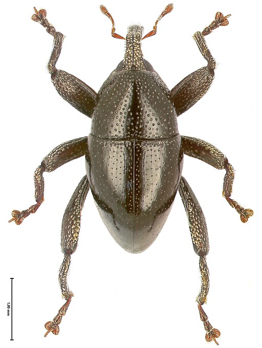 Trigonopterus vandekampi