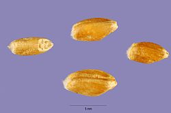 Triticum carthlicum Nevski - Persian wheat - TRCA24 - Tracey Slotta @ USDA-NRCS PLANTS Database.jpg