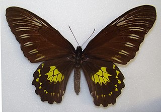 <i>Troides miranda</i> species of insect