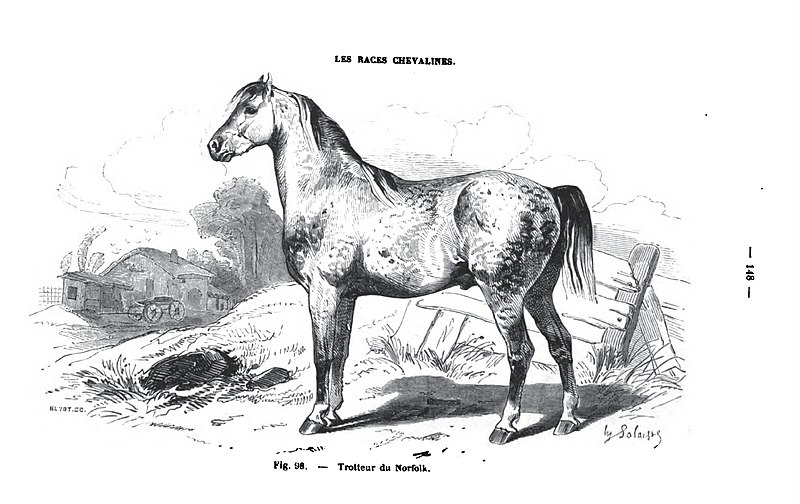 File:Trotteur de Norfolk.jpg