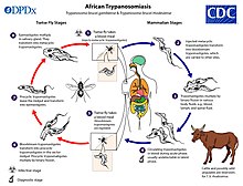 Lifecycle of African Trypanosomiasis Trypanosoma African life cycle CDC.jpg