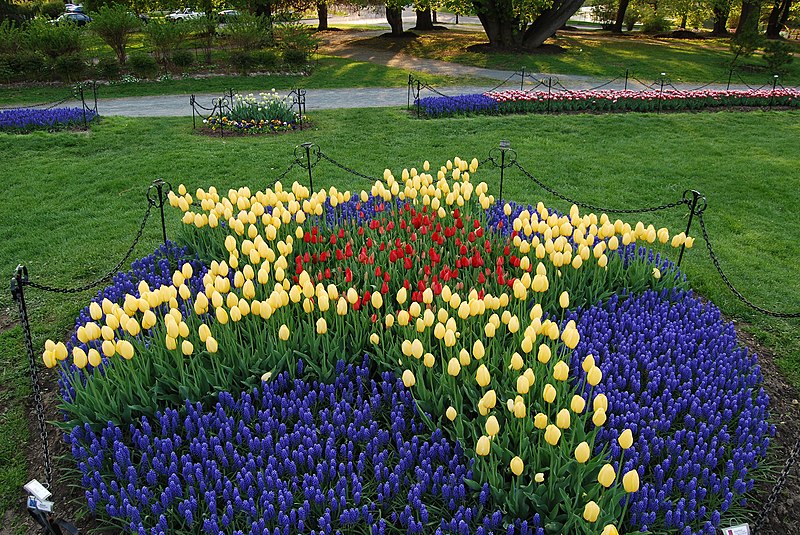 File:Tulip Star in Washington Park.jpg