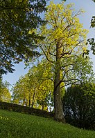 Tulip tree (Liriodendron tulipifera), formerly 4 tulip trees and  1 black pine