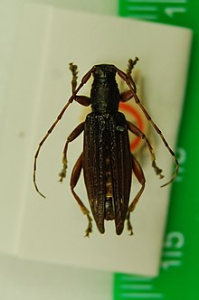 A type specimen of Xylotoles costatus in the Natural History Museum, London Type of Xylotoles costatus Pascoe, 1875 (rotated and cropped).jpg