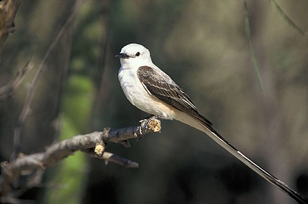 Tyrannus forficatus on branch.jpg