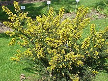 Ulex europaeus (gorse)