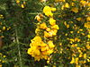 Ulex europaeus9.jpg