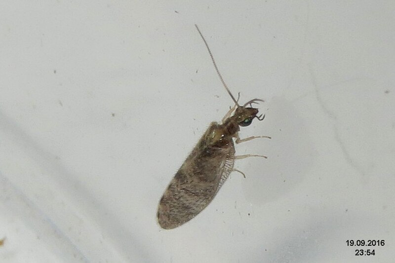 File:Unid. lacewing (BG) (32170455453).jpg