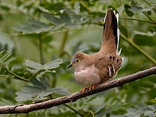 Uropelia campestris - Long-tailed Ground Dove; Corumba, Mato Grosso do Sul, Brazil.jpg