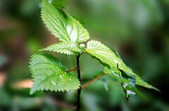 Description de l'image Urtica parviflora(10).jpg.