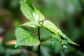 Descrierea imaginii Urtica parviflora (10) .jpg.