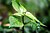 Urtica parviflora(10).jpg