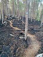 Skogen vid Älgtjärnen månaden efter naturvårdsbränningen.