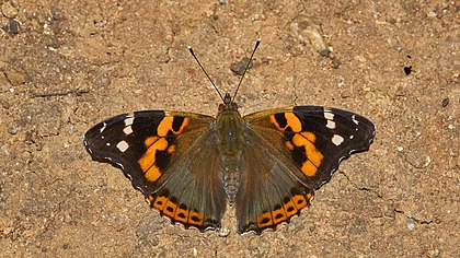 Vanessa indica, uma borboleta da família Nymphalidae que habita as regiões de maior altitude da Índia. (definição 5 941 × 3 342)