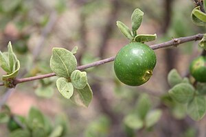 Vangueria parvifolia IMG 3152.jpg