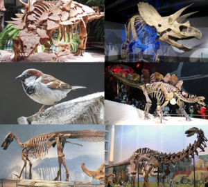 Various dinosaurs3.png