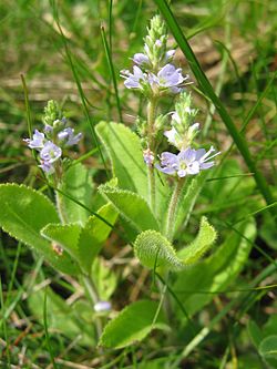 Læge-ærenpris (Veronica officinalis)