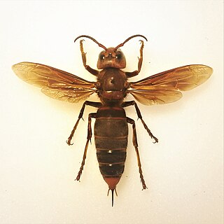 Asian giant hornet Species of wasp