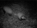 فایل:Video of badgers, one of them collect bedding material.webm
