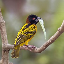 Hím málinkó-szövőmadár (Ploceus cucullatus cucullatus) fészeképítésre szánt levéllel a Kakum Nemzeti Parkban (Ghána)