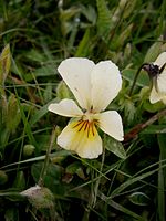 Viola lutea 05.jpg