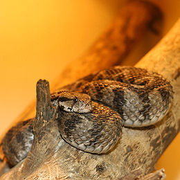 Mažosios Azijos angis
(Vipera xanthina)