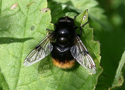 Муха похожая на шмеля. Volucella Bombylans. Журчалка шмелевидная. Шмелевидная Муха. Шмелевидка Муха журчалка.