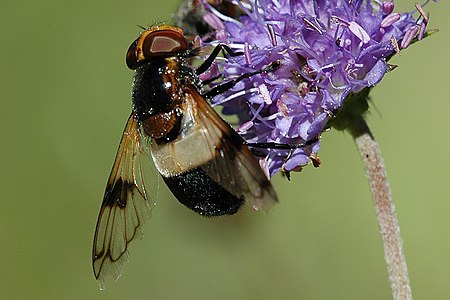 Volucella