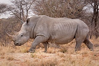 White rhinoceros Species of mammal