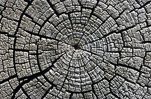 34 Weathered growth rings at Aztec Ruins National Monument uploaded by Michael Gäbler, nominated by Michael Gäbler Vote for this image