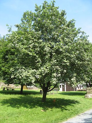 <i>Sorbus aria</i> Species of tree, the type species of the whitebeams