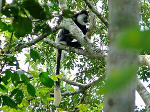 Colobus Guereza: Étymologie, Classification taxonomique, Description