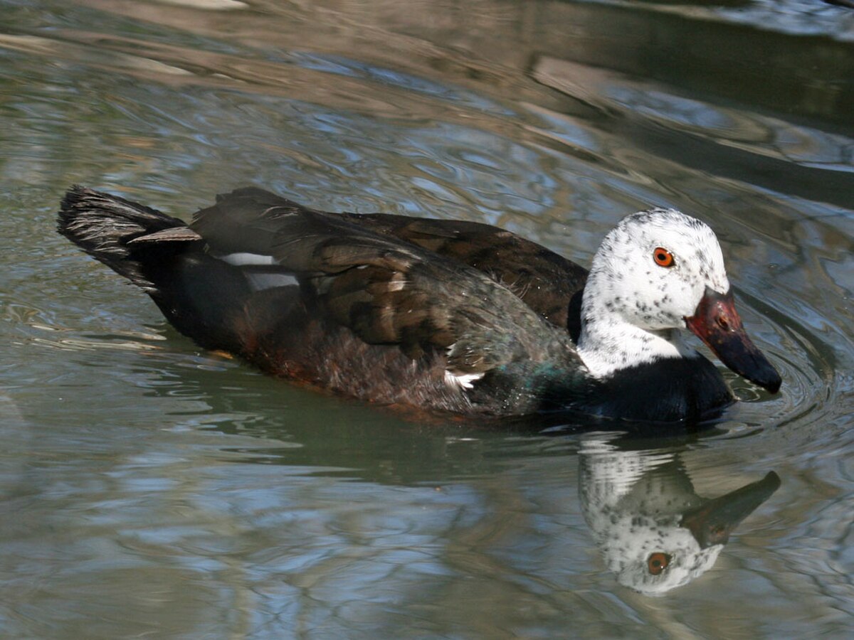 White-winged Duck RWD3.jpg