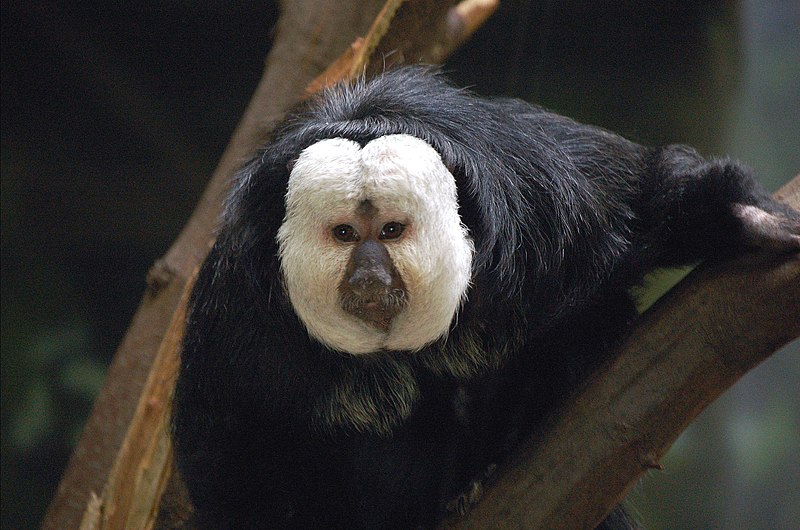 File:White Faced Saki.jpg