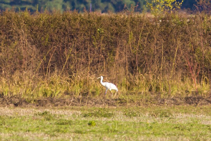 File:Whooping crane (32014381948).jpg