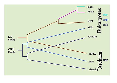 A proposed evolutionary mechanism for development of mRNA surveillance component proteins. Wikipedia6.jpg